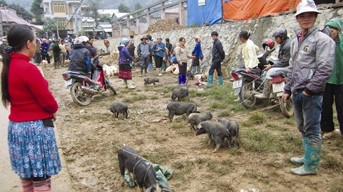Les cochons nains vendus dans un marché montagneux à Lào Cai. Photo: CVN.
