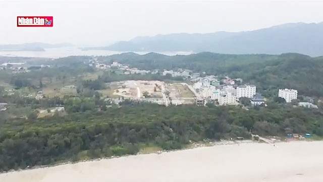 La forêt de jameloniers sur l’île de Minh Châu à Quang Ninh