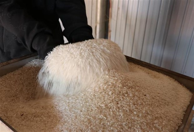Le Vietnam est actuellement l'un des cinq plus grands exportateurs de riz de la Côte d'Ivoire. Photo : VNA.