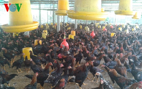La couvée de poule délivrée du certificat VietGap. Photo: VOV.