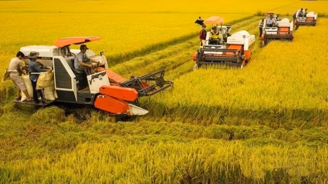 Récolte du riz dans le delta du Mékong. Photo: VNA.