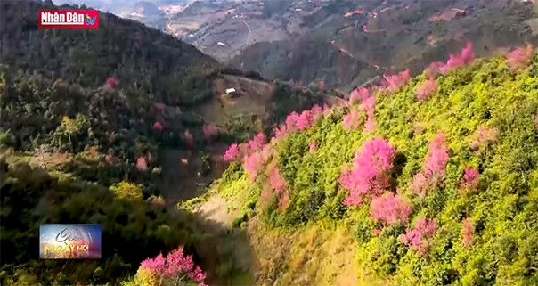 La floraison des pêchers à Yên Bai