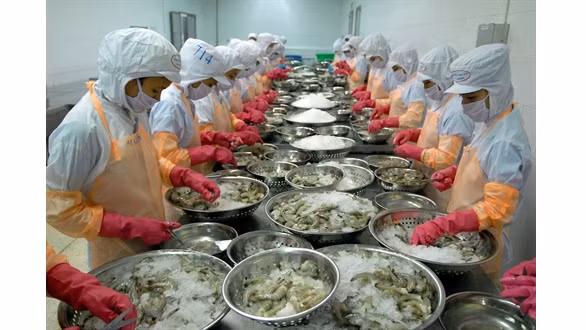 Traitement de crevettes pour l'exportation. Photo: VNA.