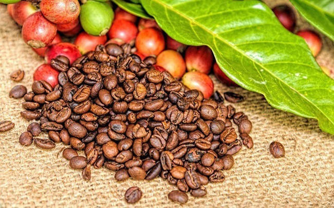 USDA : la production de Robusta au Vietnam atteindra un niveau record