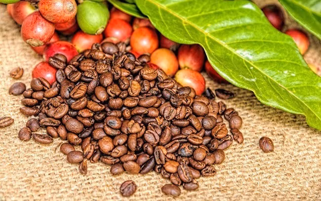 USDA : la production de Robusta au Vietnam atteindra un niveau record