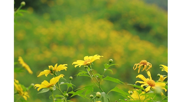 Les fleurs de tournesol mexicain au bord de la route. Photo : NDEL.
