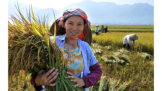 Le grain de riz, âme vietnamienne. Photo : NDEL.