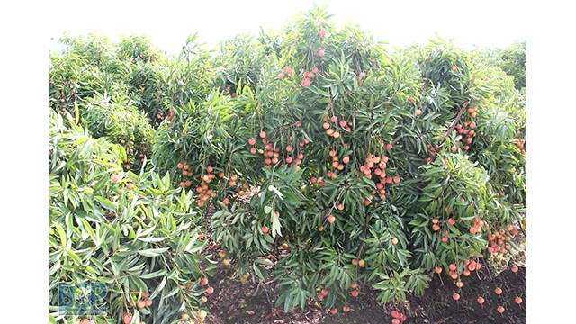 La production totale de litchi de 2021 devrait atteindre 340 000 tonnes, soit une augmentation d’environ 30 000 tonnes en glissement annuel. Photo : bacgiang.gov.vn
