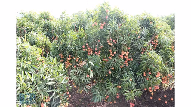 La production totale de litchi de 2021 devrait atteindre 340 000 tonnes, soit une augmentation d’environ 30 000 tonnes en glissement annuel. Photo : bacgiang.gov.vn