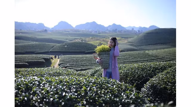 Le plateau Môc Châu est depuis longtemps considéré comme une muse de la région du Tây Bac (Nord-Ouest), avec des immenses collines de théiers.. Photo : VOV.