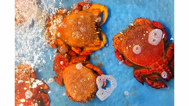 Le crabe Ranina ranina est une célèbre spécialité de l'île de Binh Ba. Photo : thoidai.com.vn