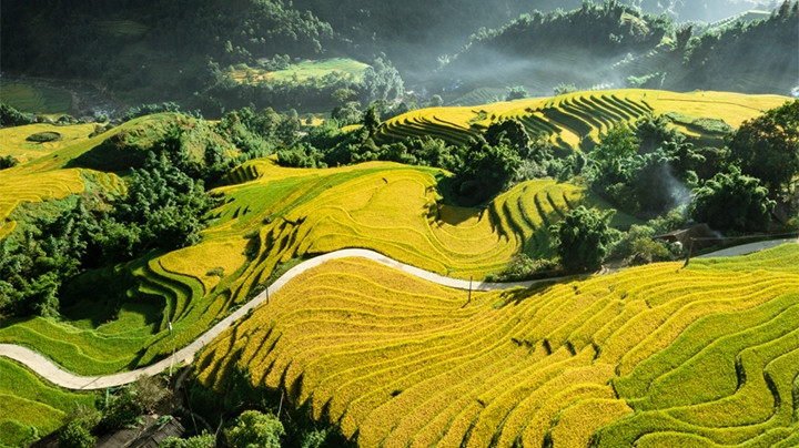 Saison du riz mûr à Sa Pa. Photo : Duong Quôc Hiêu - CPV.