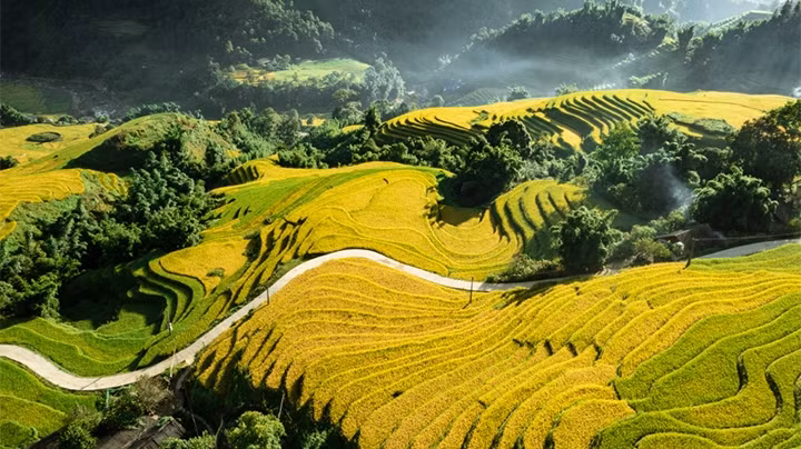 Saison du riz mûr à Sa Pa. Photo : Duong Quôc Hiêu - CPV.