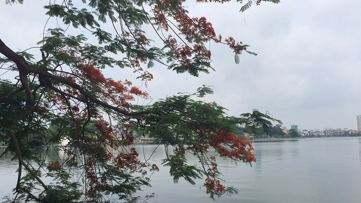 Un flamboyant pleureur sur le lac de l’Ouest. Photo: Mai Khanh/NDEL.