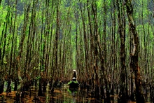 Vietnam : réveiller la valeur des forêts grâce aux crédits carbone