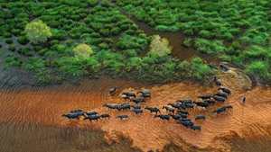 Les troupeaux de buffles traversent les champs à la recherche de nourriture. Photo : lifestyle.znews.vn