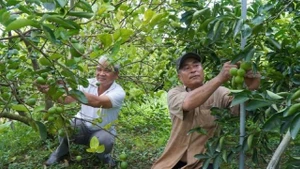 Le verger de citronniers de Pham Van Niem, membre de la coopérative de services agricoles My Long (province de Dong Thap. Photo : nhandan.vn