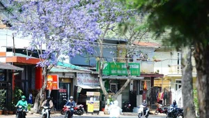 Da Lat se pare d’un manteau violet romantique grâce à une fleur venue d’Amérique du Sud. Photo : vtcnews.vn