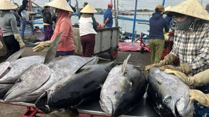 Débarquement du thon au port de pêche de Dong Tac. Photo : VOV.