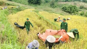 La saison dorée, symbole de l’attachement entre soldats et habitants aux confins frontaliers de Son La. Photo : VOV.