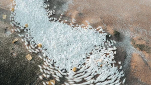 Un troupeau de canards blancs se déplaçant en cadence, crée une scène semblable à un « tourbillon blanc » au milieu de la nature. Photo : tienphong.vn