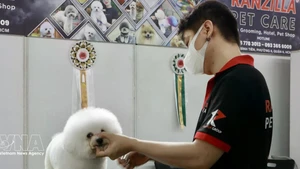 Le Vietnam s’impose comme une destination stratégique pour les exportateurs sud-coréens d’aliments et d’accessoires pour animaux de compagnie. Photo: VNA