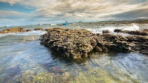 Le magnifique écosystème corallien naturel de Hon Yên, province de Phu Yên, au Centre du Vietnam. Photo : VNA. 