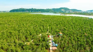 La forêt de mangroves Bang La, dans l’ancien district de Do Son. Photo : tienphong.vn