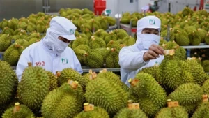 Le durian est l’un des produits d’exportation importants du Vietnam. Photo: hanoimoi.vn