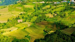 Un tableau automnal de rizières en terrasses à couper le souffle à Son La. Photo: tienphong.vn