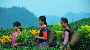 Les enfants issus des minorités ethniques à Moc Chau. Photo : nhandan.vn