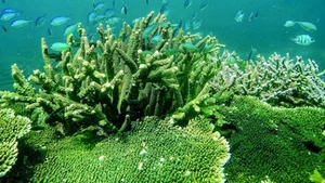 La gestion de la conservation des écosystèmes forestiers et marins du Parc national de Con Dao est transparente depuis de nombreuses années. Photo : Parc national de Con Dao.