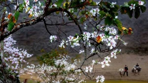 La beauté vierge des grandes forêts du Nord-Ouest à Dien Bien. Photo : baovanhoa.vn