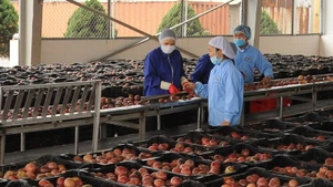 Le fruit de la passion constitue une importante source de devises à l’exportation vers le marché de l’Union européenne. Photo: nhandan.vn