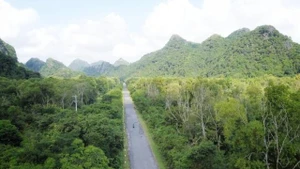 Forêt naturelle sur l’île de Cat Ba, à Hai Phong. Photo: vnexpress.net
