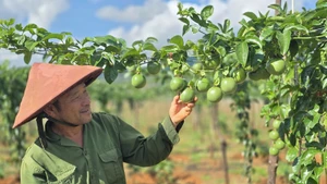Le fruit de la passion (maracuja) occupe la première place en termes de croissance des exportations de fruits et légumes vers le marché de l’UE, représentant environ 25 % du chiffre d’affaires total et enregistrant une augmentation de plus de 100 %. Photo : congthuong.vn