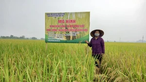 Modèle de culture de nouvelles variétés de riz, à haut rendement et de qualité, adaptées au changement climatique à Ung Hoa. Photo : hanoimoi.vn