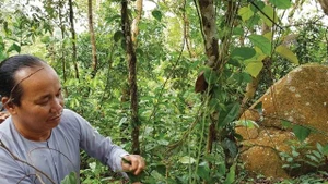  Récolte du ginseng sauvage au Vo Bach Tuong – mont Cam. Photo : vietnamnet.vn
