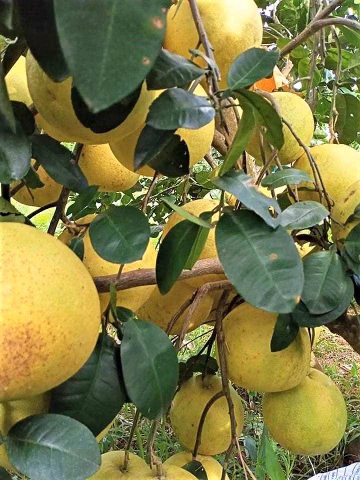 Photo : Tuê Nhi/NDEL.