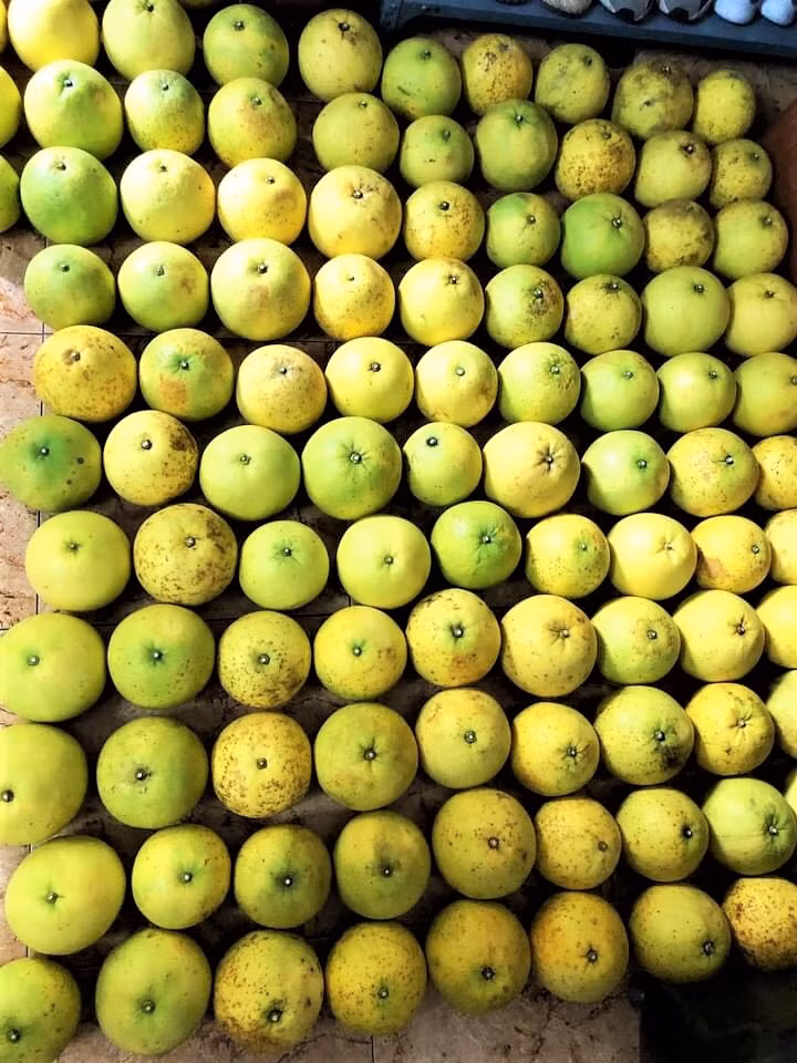 Photo : Tuê Nhi/NDEL.