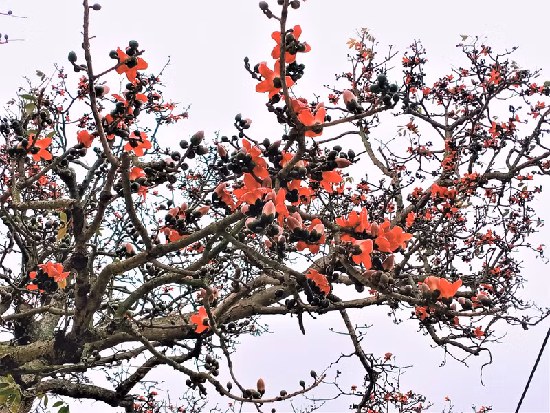 Cette saison, en longeant la rivière Câu, nous verrons de nombreux « cây gạo » fleurir avec des fleurs rouge vif. Photo : Minh Minh.