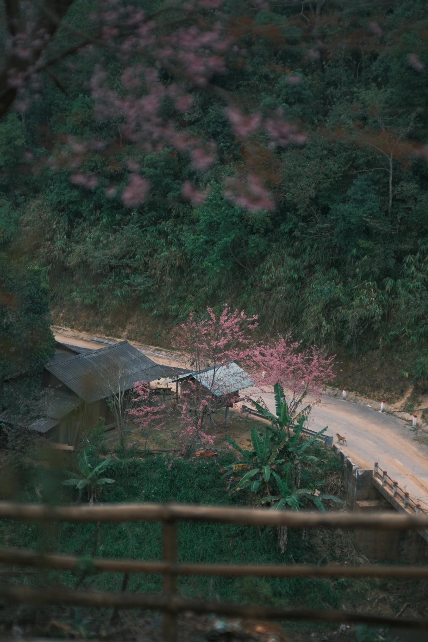 Les cerisiers du village de Pha Noi, commune de Muong Tip, zone frontalière de la province de Nghệ An, sont en pleine floraison. Photo : Le Ha