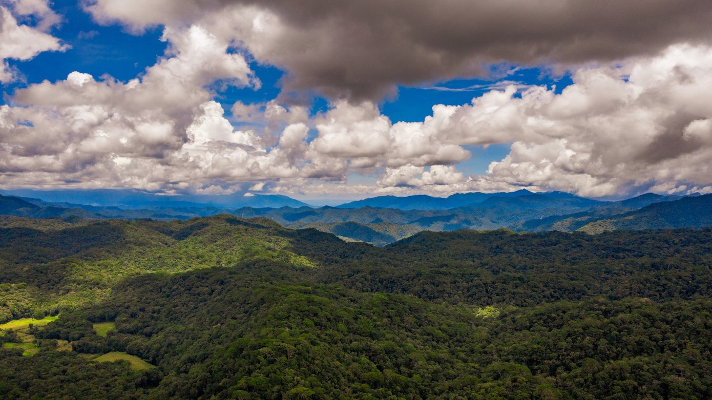 La forêt de Dong Chau s'étend à perte de vuePhoto: tienphong.vn