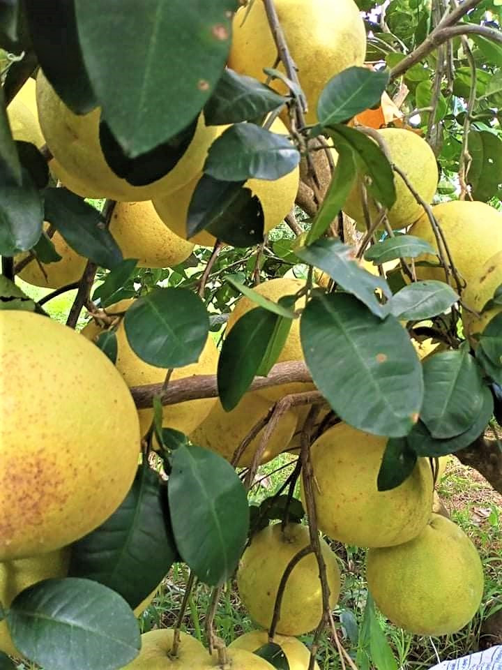 Photo : Tuê Nhi/NDEL. Photo : Tuê Nhi/NDEL.