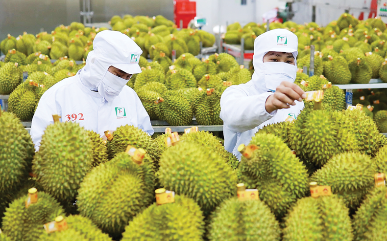 Durians pour l’exportation. Photo : Vneconomy. Durians pour l’exportation. Photo : Vneconomy.