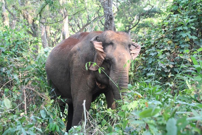 Les éléphants d’Asie et d’Afrique sont protégés au plus haut niveau de la CITES (Annexe I). Photo : VietnamPlus. Les éléphants d’Asie et d’Afrique sont protégés au plus haut niveau de la CITES (Annexe I). Photo : VietnamPlus.