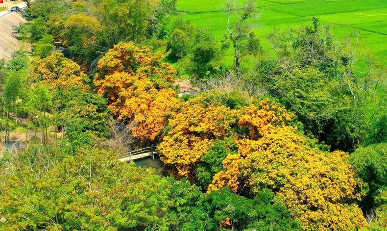 Les fleurs Trang sont présentes en abondance le long du ruisseau Ta Ma. Photo : VOV.