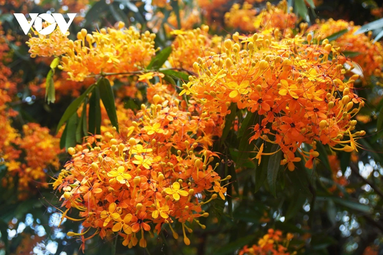 Les fleurs Trang. Photo : VOV.