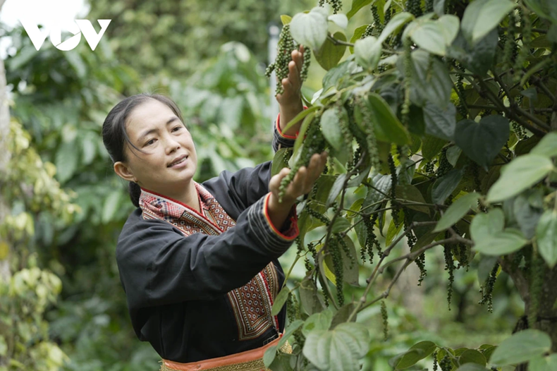 Le respect des critères de développement durable est désormais une exigence incontournable pour l’exportation de produits agricoles vers le marché européen. Photo : VOV. Le respect des critères de développement durable est désormais une exigence incontournable pour l’exportation de produits agricoles vers le marché européen. Photo : VOV.