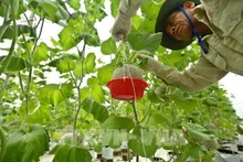Dans une ferme biologique à Bac Ninh. Photo: VNA